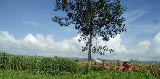 Tatmadaw Destroys Local Farms Following Attack by Unknown Assailants in Hsipaw Manli Numlun butozar 1