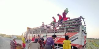 KBZ Bank Pledges Help For Cabbage Farmers Pang Laung Nong Tayar Cabbage farm 26 May 2020 1