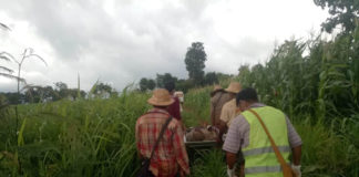 Farmer Killed from Landmine Explosion Kan Lint Let Myar Social Volunteer group carrying the dead body of Villager Chit Maung from his corn field