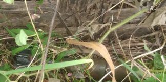 Displaced Civilians Find Artillery Shell After Returning to Village Shrapnel at Kyautmae