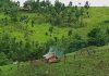 Burma Army Uses Farmers As Human Shields In Pekon Township Farm