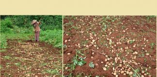 The struggle of potato farmers amid Covid-19 and political unrest Potato farmer