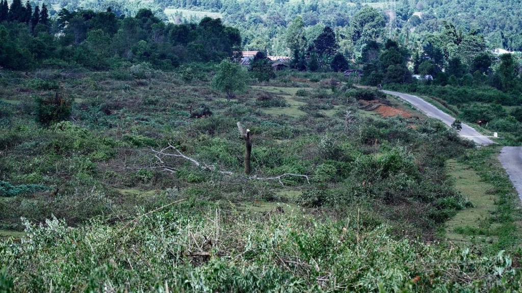 KIA said villagers cut down bamboo and other trees on their land