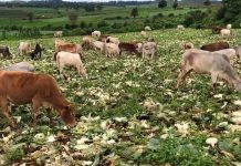 Will They Be Awaken and Overcome the Current Nightmare? Cabbage farm at Kalaw