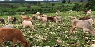 Will They Be Awaken and Overcome the Current Nightmare? Cabbage farm at Kalaw