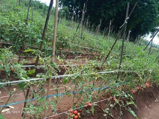 Tomato farm in Aungban township 1