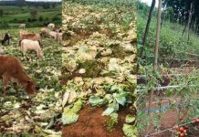 The Impact of Gasoline Price Fluctuation on Farmers’ Life in Shan State feature farm