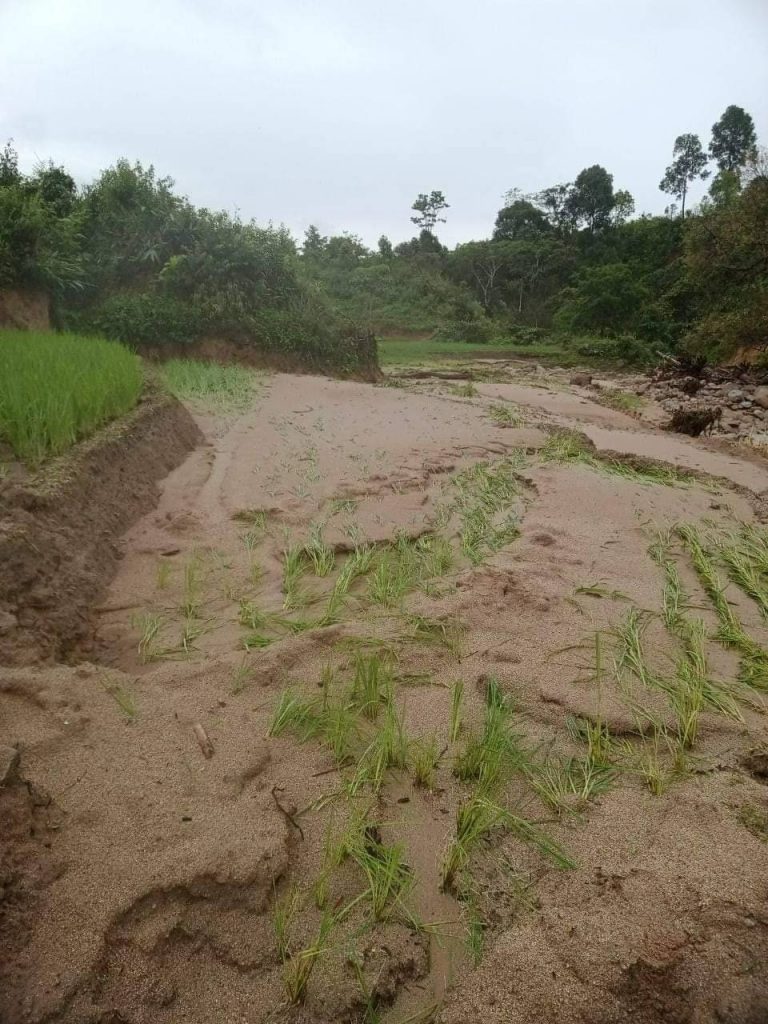 Damaged rice field due to flood in Mong Hpyak