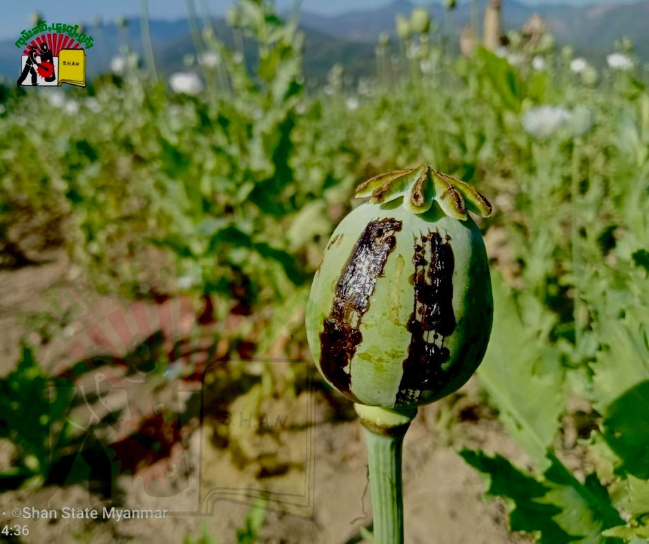 Opium in the poopy farm in Shan State Photo SHAN