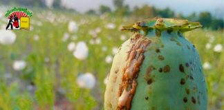 MYANMAR BECOMES TOP OPIUM PRODUCER: Shan State stands out to be biggest poppy cultivation center Opium Photo SHAN