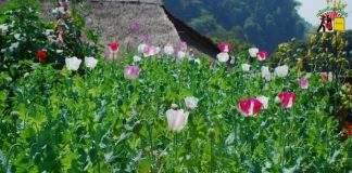 Unavoidable Truth: Shan State Tops World Opium Producer Poppy farm in Shan State Photo SHAN