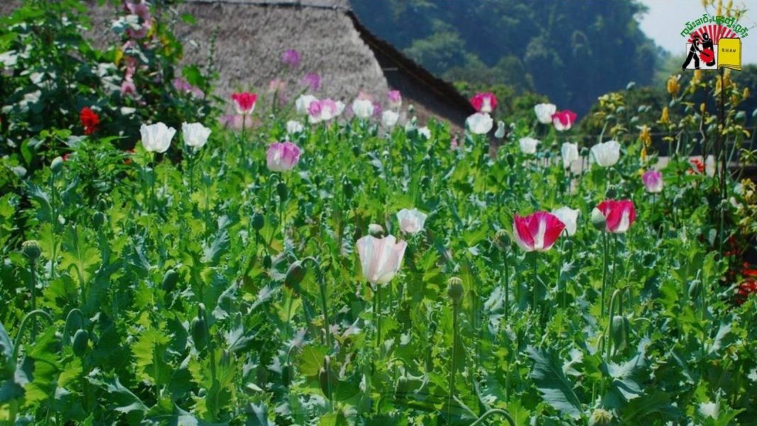 Poppy farm in Shan State Photo SHAN