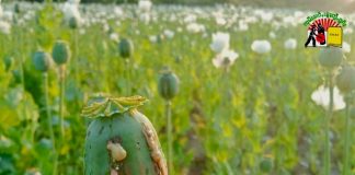 Political Upheaval Spurs Revival of Poppy Farming Poppy in Shan State Photo SHAN