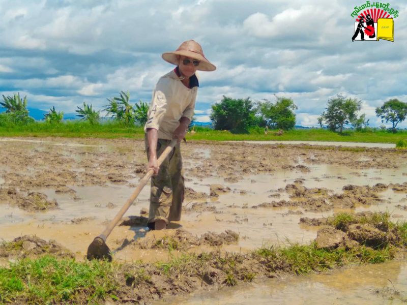 A man working in the paddy fields