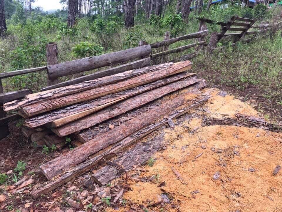 Pine tree logging in Kalaw