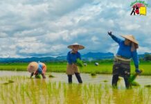 Nawngkio Farmers Eager to Return to Farms For Plowing Season Farmers-work-in-the-paddy-fields