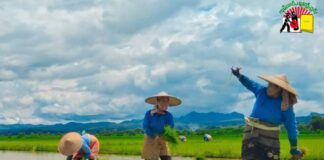 Floods, Extortion, and Labor Shortages Force Farmers to Abandon Fields in Southern Shan State Farmers-work-in-the-paddy-fields