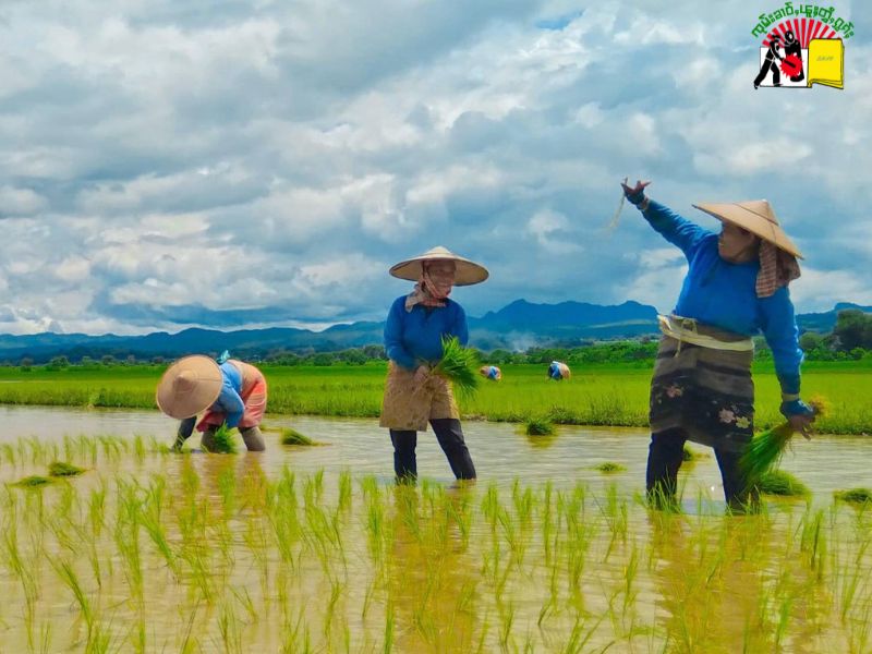 Farmers-work-in-the-paddy-fields