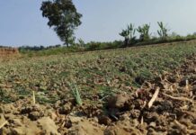 Farmers in Crisis as Thailand Halts Fuel Exports to Myanmar Local farms in Shan State