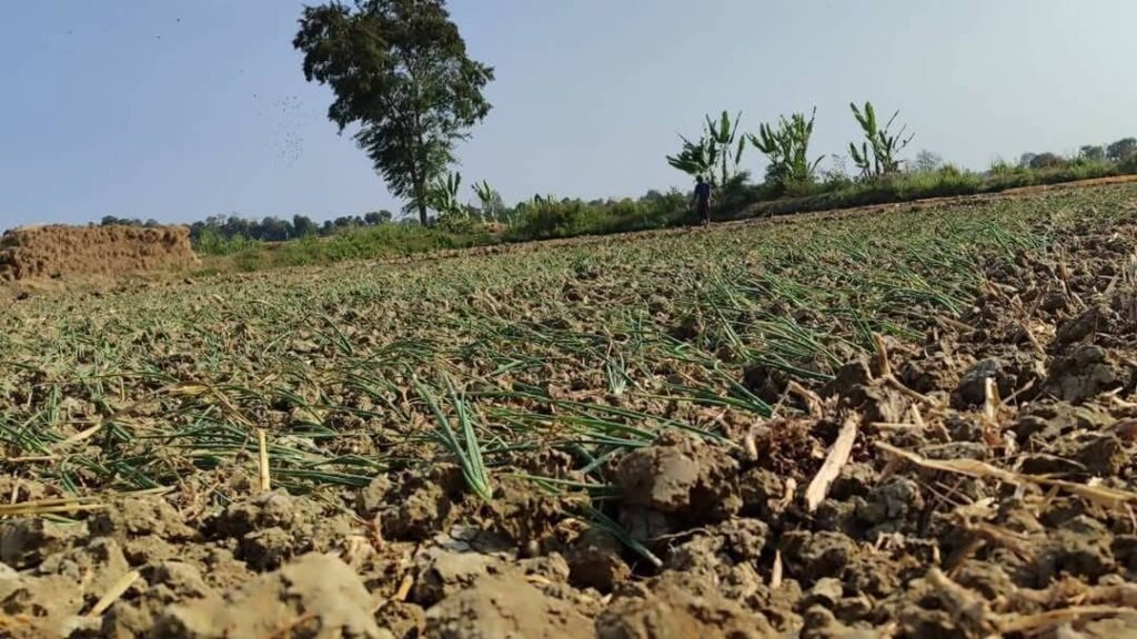 Local farms in Shan State