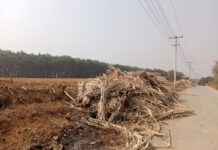 MNDAA Forces Land Leases in Hsenwi Township for Banana Plantations Farm land in Hsenwi