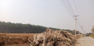 MNDAA Forces Land Leases in Hsenwi Township for Banana Plantations Farm land in Hsenwi