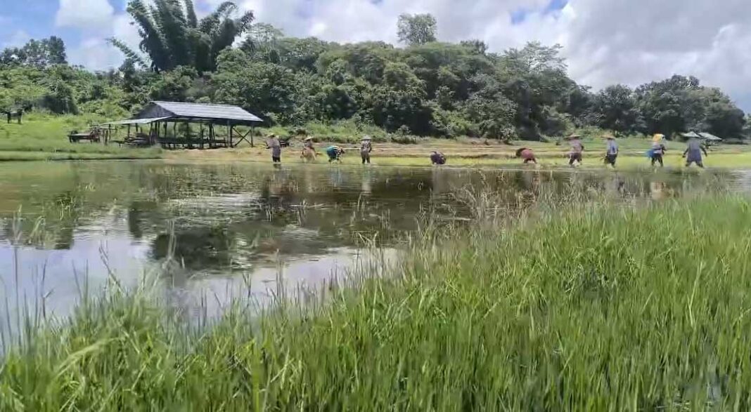 Rice fields in Shan State