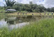 Shan State Floods Destroy Over 1,000 Acres of Paddy Fields Rice fields in Shan State