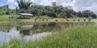 Shan State Floods Destroy Over 1,000 Acres of Paddy Fields Rice fields in Shan State