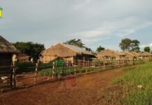 Shan State IDP Crisis Demands Urgent Aid as Military Offensive Spreads Displaced Families Take Refuge in Makeshift Shelters in Shan State