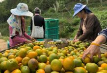 Myanmar’s war refugees flee conflict, face toxic orange orchards Workers pick oranges