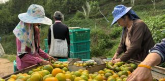 Myanmar’s war refugees flee conflict, face toxic orange orchards Workers pick oranges