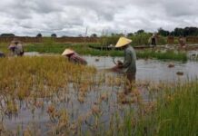 Floods and Forced Payments Push Shan State Rice Farmers to the Brink Farmers in southern Shan State facing floods and falling rice prices