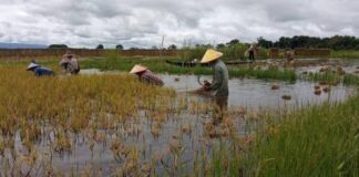 Floods and Forced Payments Push Shan State Rice Farmers to the Brink Farmers in southern Shan State facing floods and falling rice prices