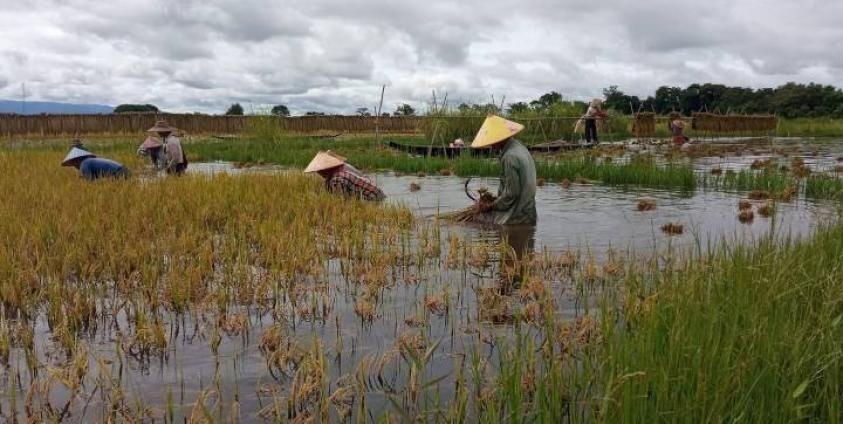Farmers in southern Shan State facing floods and falling rice prices