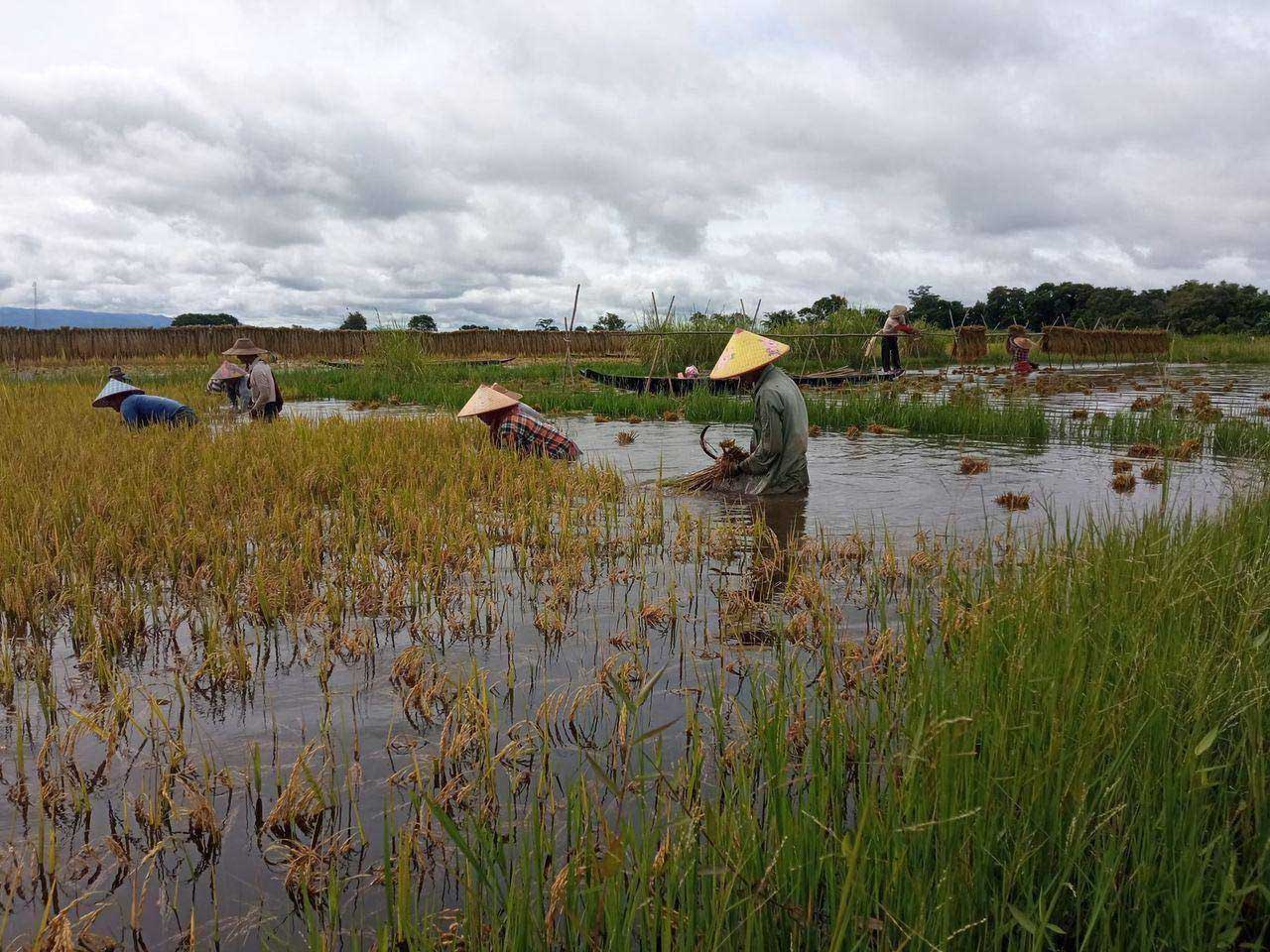 Farmers work in the paddy fields in Pong Inn