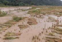 Unseasonal Floods Destroy Rice Harvests Across Northern Shan State Flood affected Namphakkha village in northern Shan State