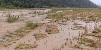 Unseasonal Floods Destroy Rice Harvests Across Northern Shan State Flood affected Namphakkha village in northern Shan State