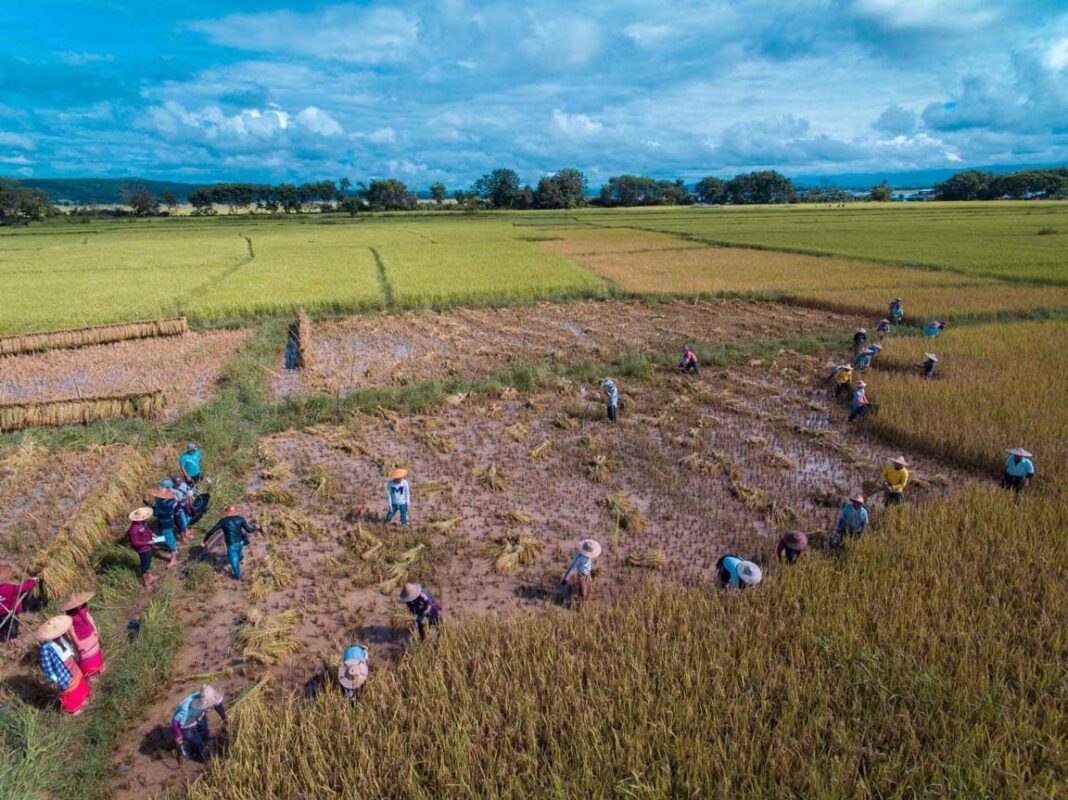 Livelihoods in Pong Inn, southern Shan State Livelihoods in Pong Inn, southern Shan State