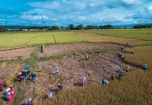 Fear Grows in Pong Inn as Junta Shifts to Lottery-Based Recruitment Livelihoods in Pong Inn, southern Shan State