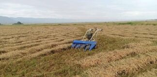 Tightened Trade Controls Push Mong Nai’s Rice Sector to the Brink Rice paddy fields in Mong Nai, Southern Shan State