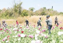 “Only for Show”: Farmers Accuse Authorities of Staged Opium Destruction in Shan State Authorities destroy poppy fields