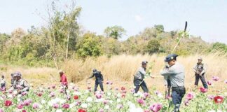 “Only for Show”: Farmers Accuse Authorities of Staged Opium Destruction in Shan State Authorities destroy poppy fields