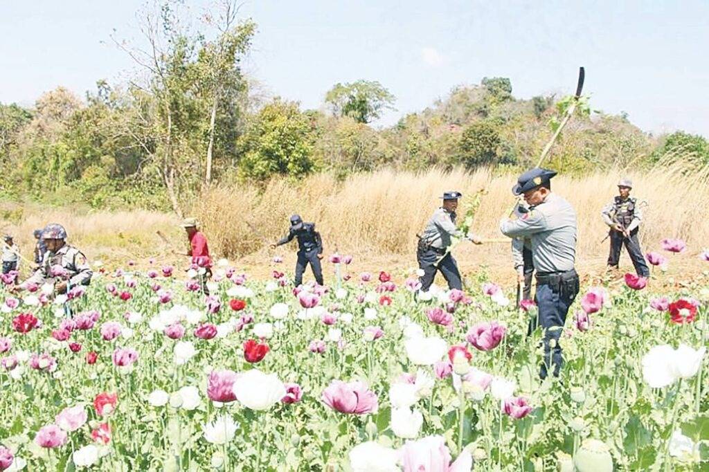 Authorities destroy poppy fields Authorities destroy poppy fields