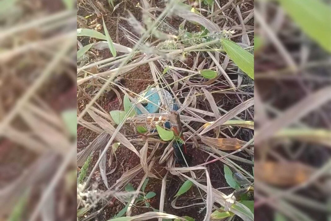 EO found in farmlands EO_found_in_farmlands