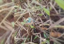 UXO in Farmlands Endangers Farmers, Halts Harvest in Kyaukme Township EO_found_in_farmlands
