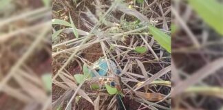 UXO in Farmlands Endangers Farmers, Halts Harvest in Kyaukme Township EO_found_in_farmlands