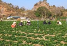 Farmers Protest Military-Backed Land Seizures in Hopong Farmland in Hopong targeted for confiscation