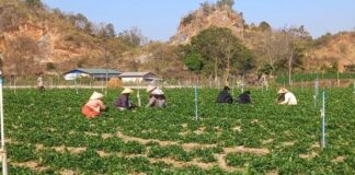 Farmers Protest Military-Backed Land Seizures in Hopong Farmland in Hopong targeted for confiscation