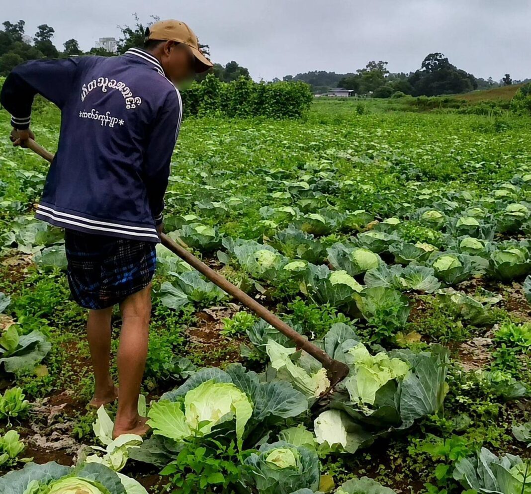 A farmer tends a cabbage field in southern Shan State, where growers are facing heavy losses due to collapsing market prices